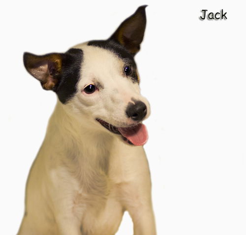 Jack