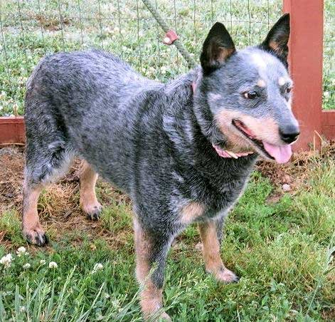 Stone ridge hot sale heelers