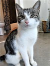 KITTEN LATTE- FOSTER OR FOREVER HOME NEEDED - Photo 2