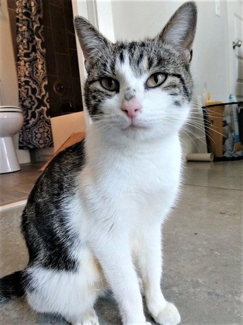 KITTEN LATTE- FOSTER OR FOREVER HOME NEEDED - Domestic Short Hair available for adoption