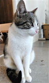KITTEN LATTE- FOSTER OR FOREVER HOME NEEDED - Photo 3