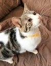 KITTEN LATTE- FOSTER OR FOREVER HOME NEEDED - Photo 4