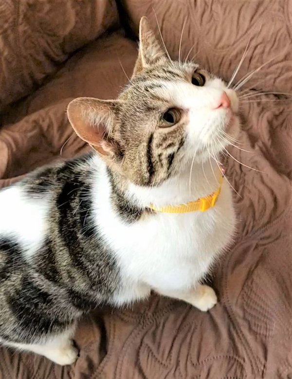 KITTEN LATTE- FOSTER OR FOREVER HOME NEEDED