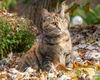 adoptable Cat in Sussex, NJ named GINGERSNAP GIRL