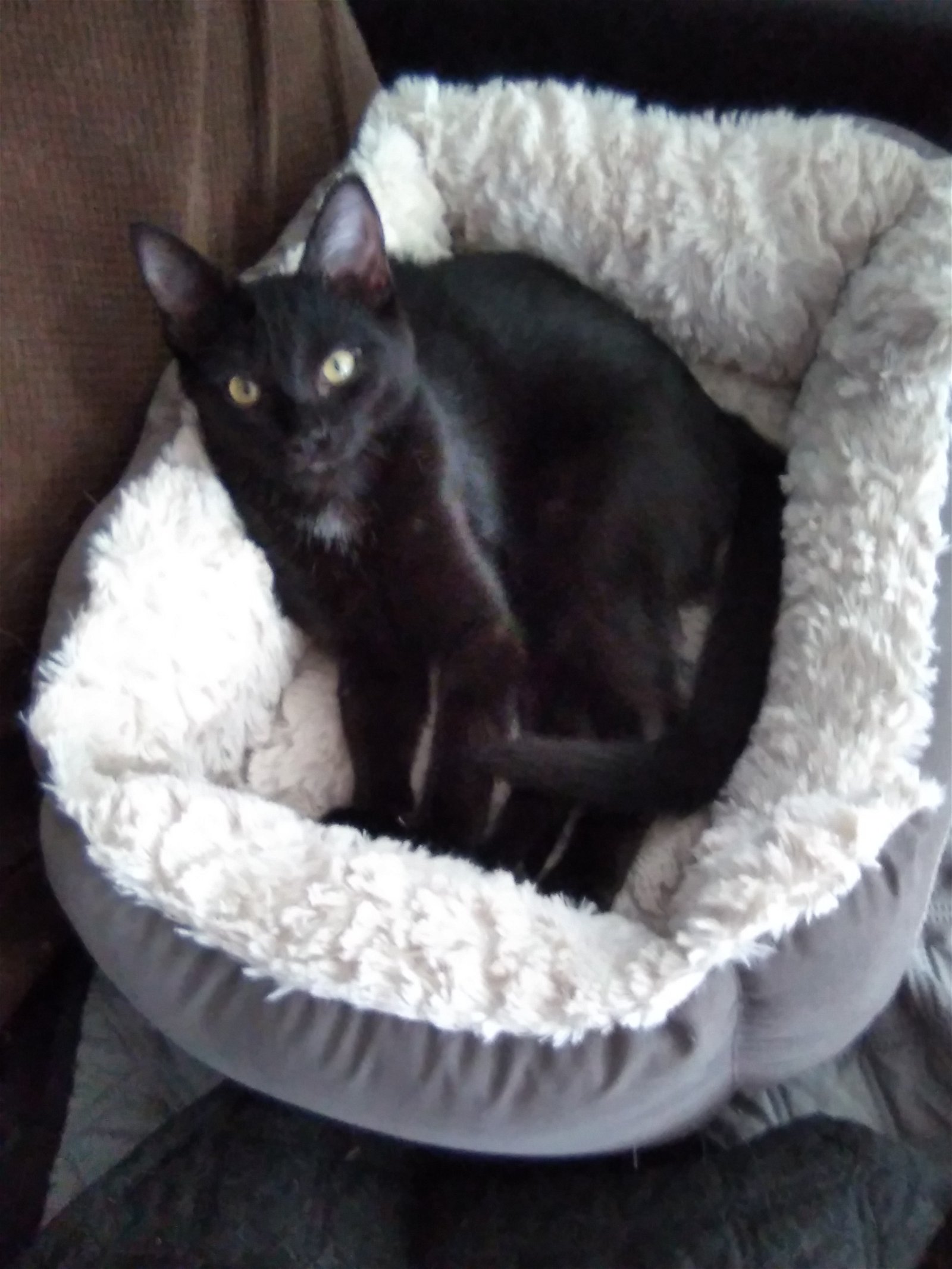 adoptable Cat in Sussex, NJ named KITTEN POLLY POCKET