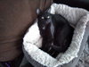 KITTEN POLLY POCKET - Photo 2