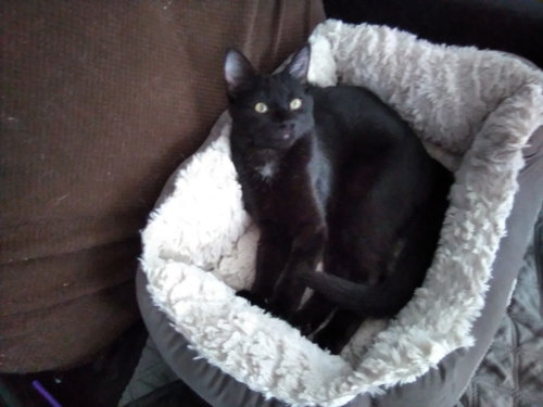 KITTEN POLLY POCKET - Domestic Short Hair available for adoption