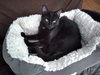KITTEN POLLY POCKET - Photo 3