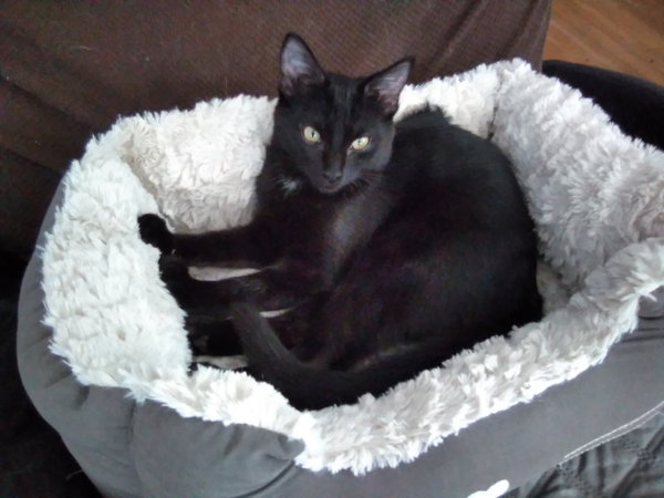 KITTEN POLLY POCKET