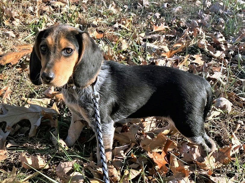 Dog For Adoption - PUPPY HANNAH, A Beagle In Sussex County, NJ | Alpha Paw