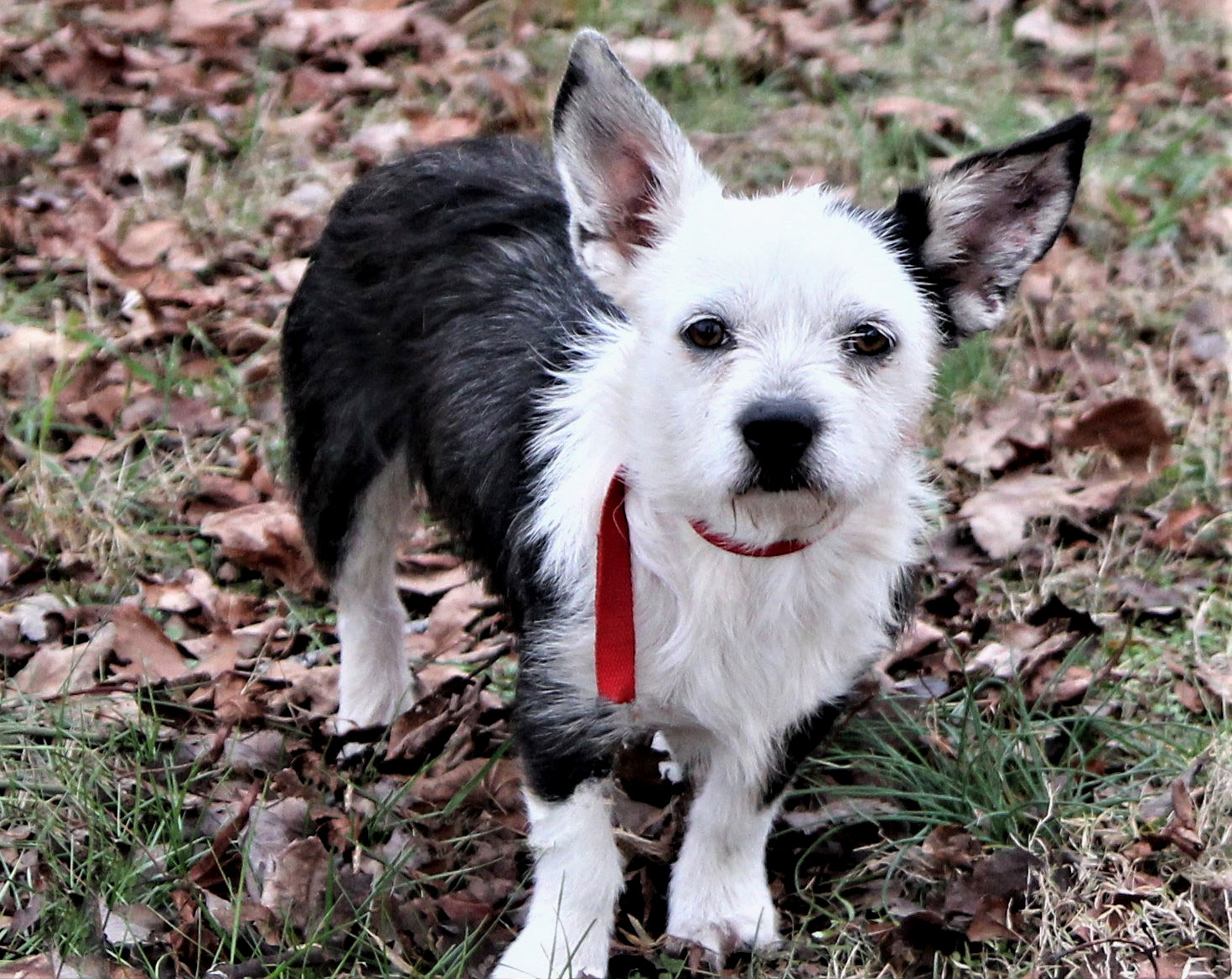 Dog for Adoption DOUGLAS, a Boston Terrier in Newton, NJ Alpha Paw
