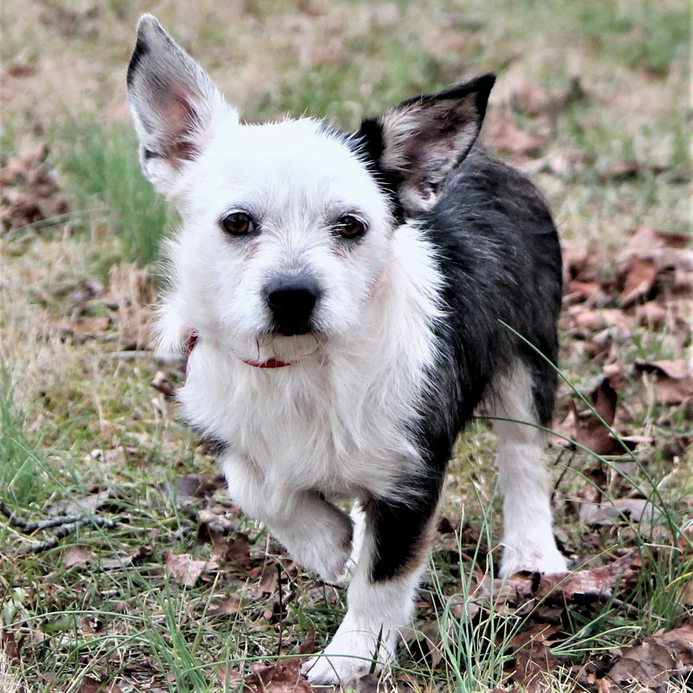 Dog for Adoption DOUGLAS, a Boston Terrier in Newton, NJ Alpha Paw