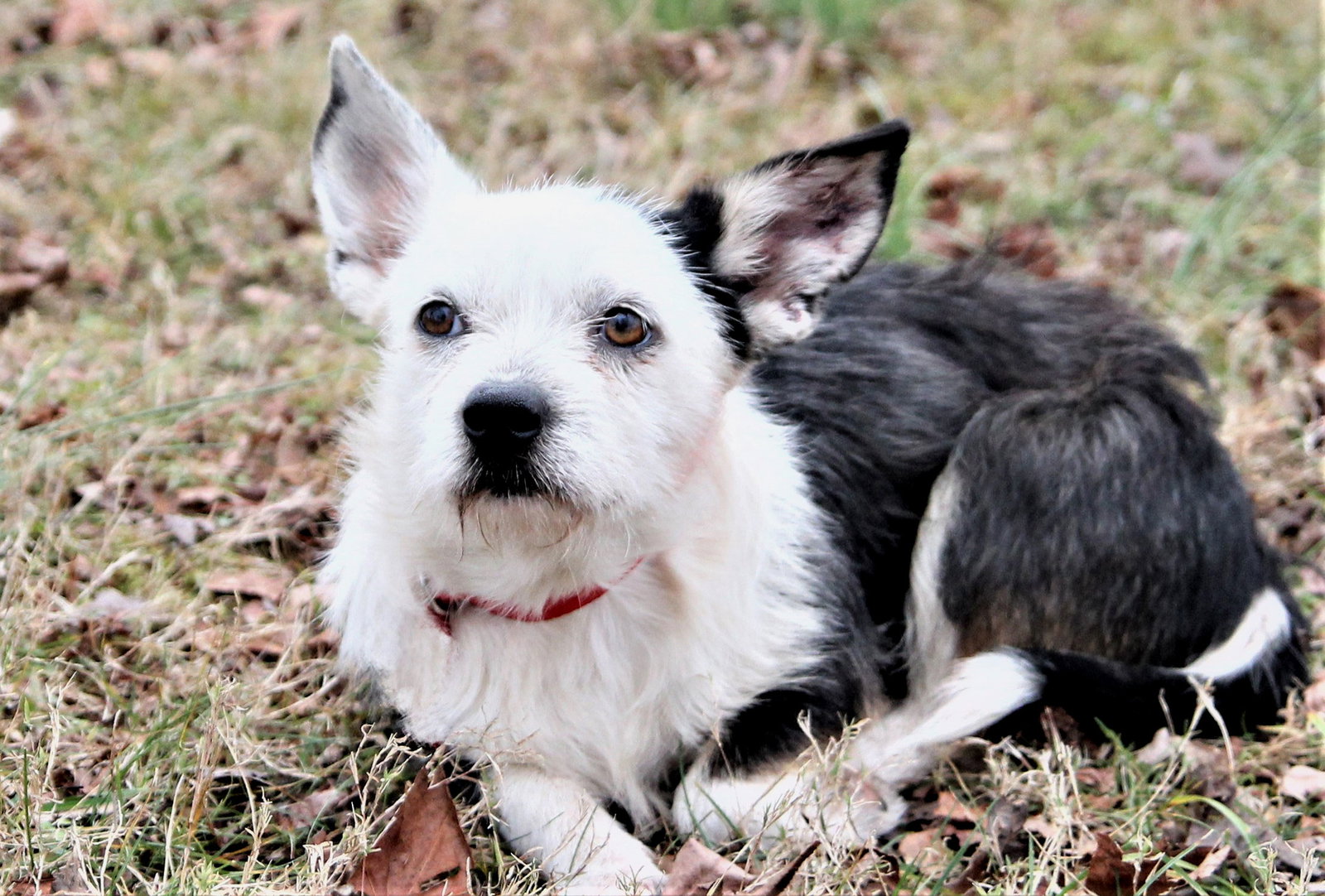 Dog for Adoption DOUGLAS, a Boston Terrier in Newton, NJ Alpha Paw