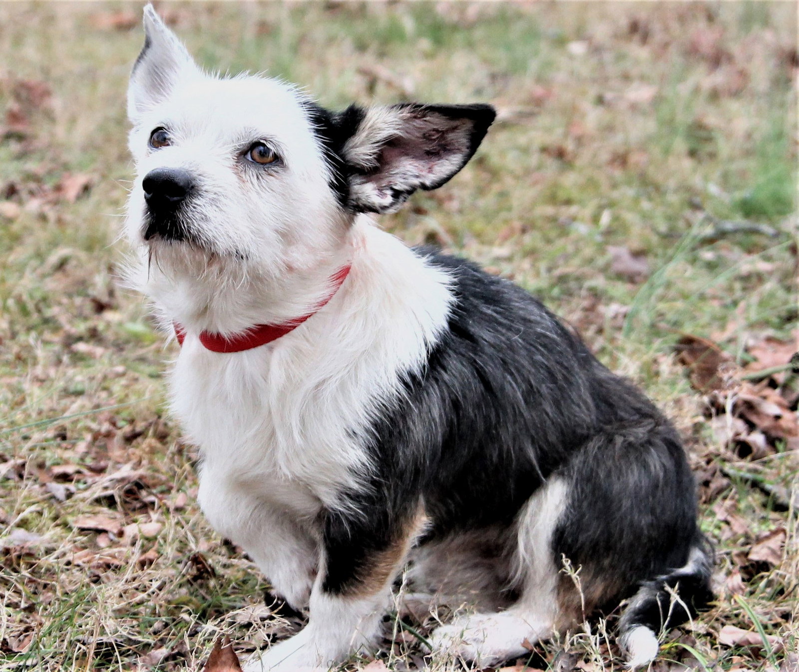 Dog for Adoption DOUGLAS, a Boston Terrier in Newton, NJ Alpha Paw