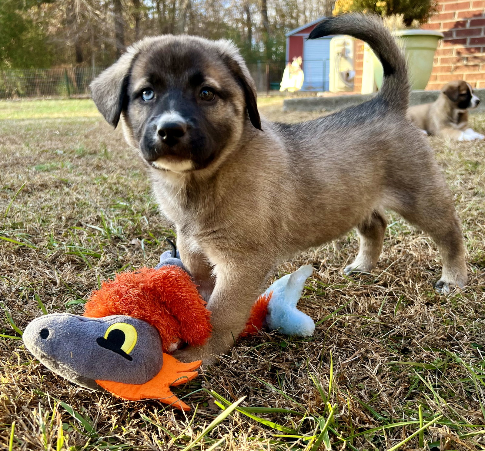 dog-for-adoption-puppy-sandie-a-anatolian-shepherd-in-long-island