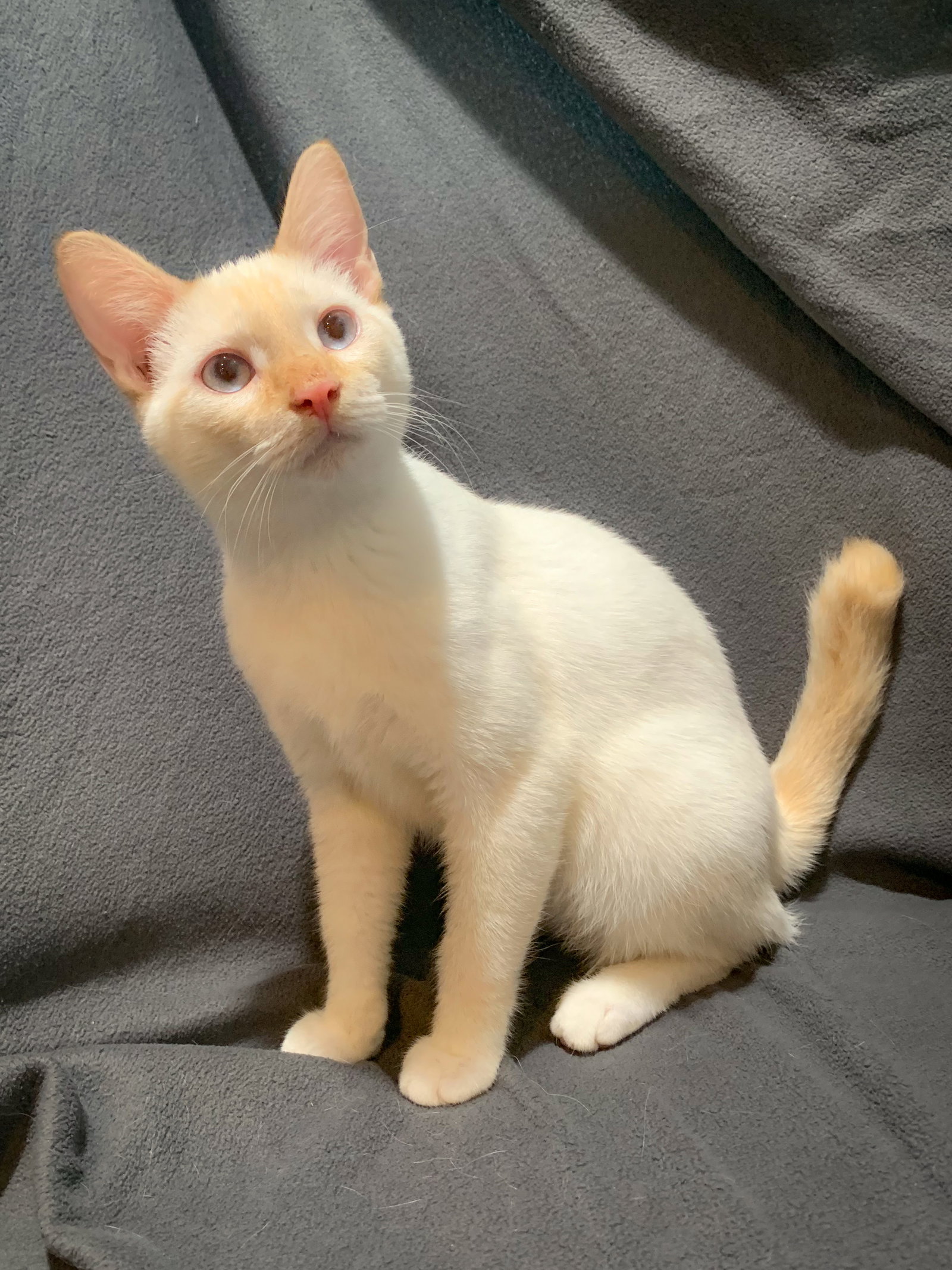 Cats for Adoption in Monroe, New York Alpha Paw