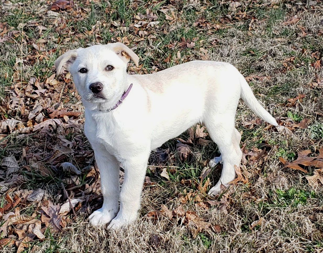 Dog for Adoption - PUPPY FREYA, a Shepherd in Long Island City, NY ...