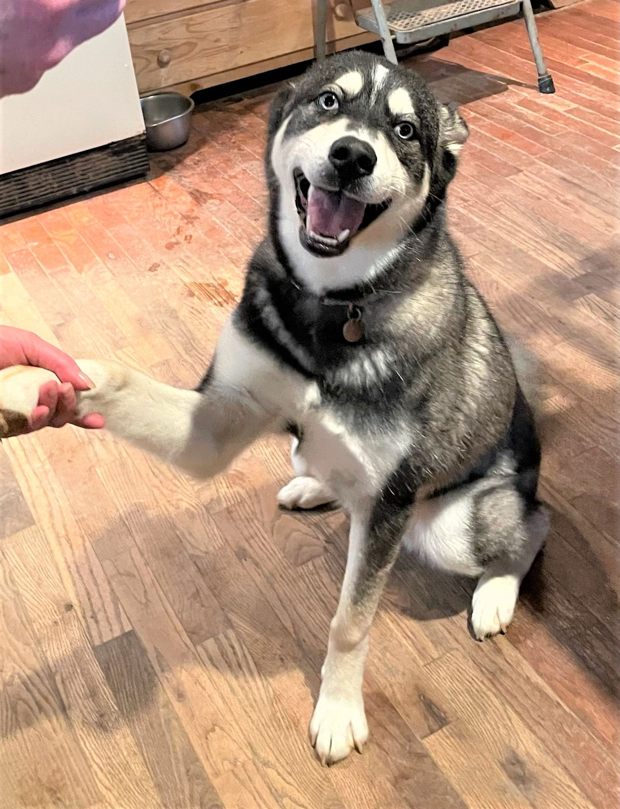 dog-for-adoption-sensational-sammy-a-husky-in-bedminster-nj-alpha-paw