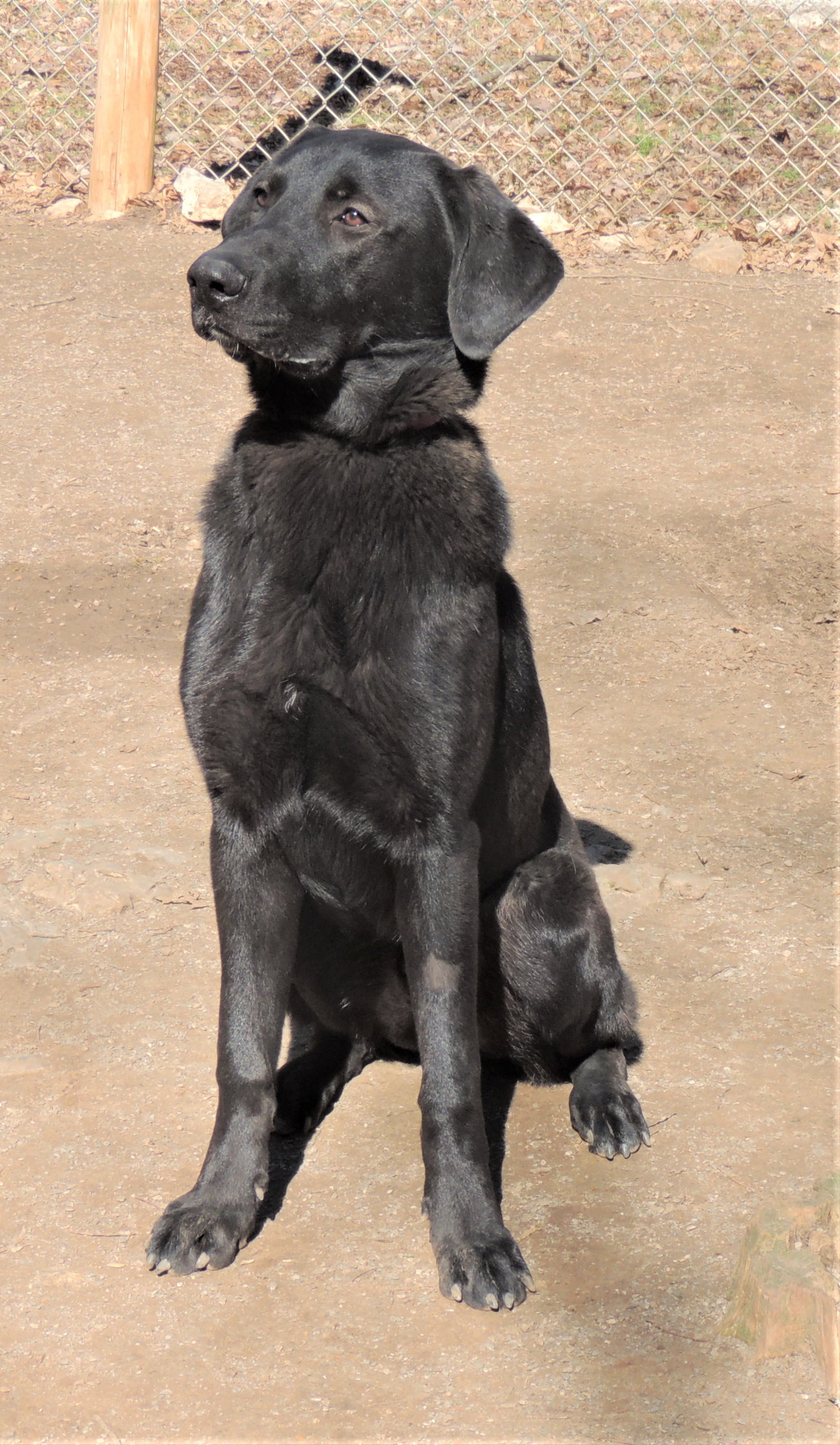Dog for Adoption CURIOUS CARL FOSTER OR FOREVER HOME NEEDED, a Black