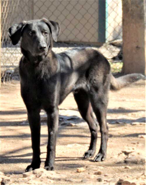 Dog for Adoption CURIOUS CARL FOSTER OR FOREVER HOME NEEDED, a Black