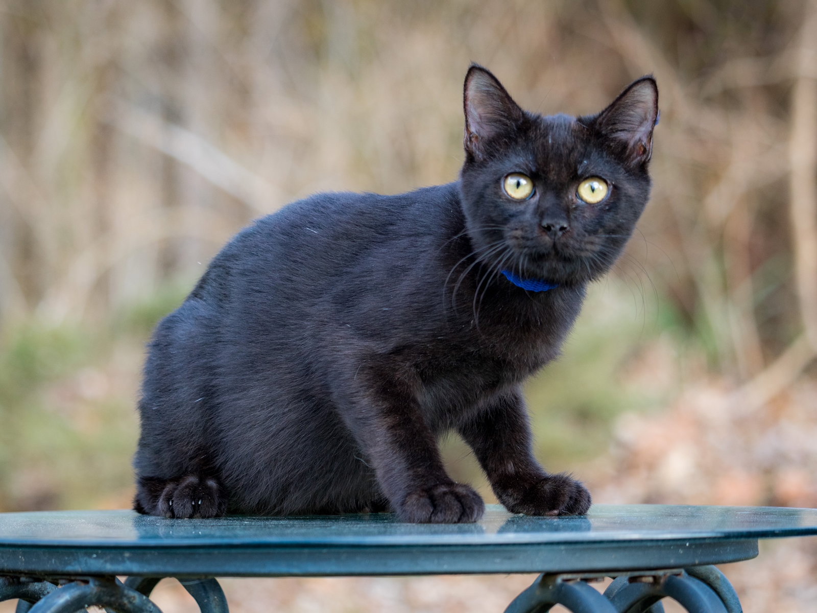 KITTEN CROW