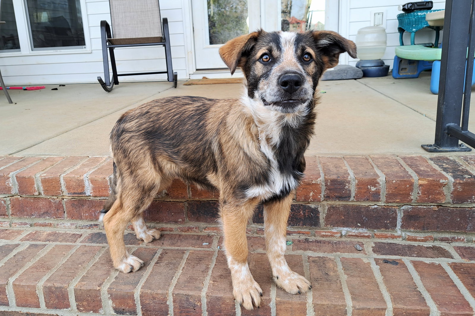 Dog for Adoption PUPPY NUTMEG, a Shepherd in Cold Spring, NY Alpha Paw