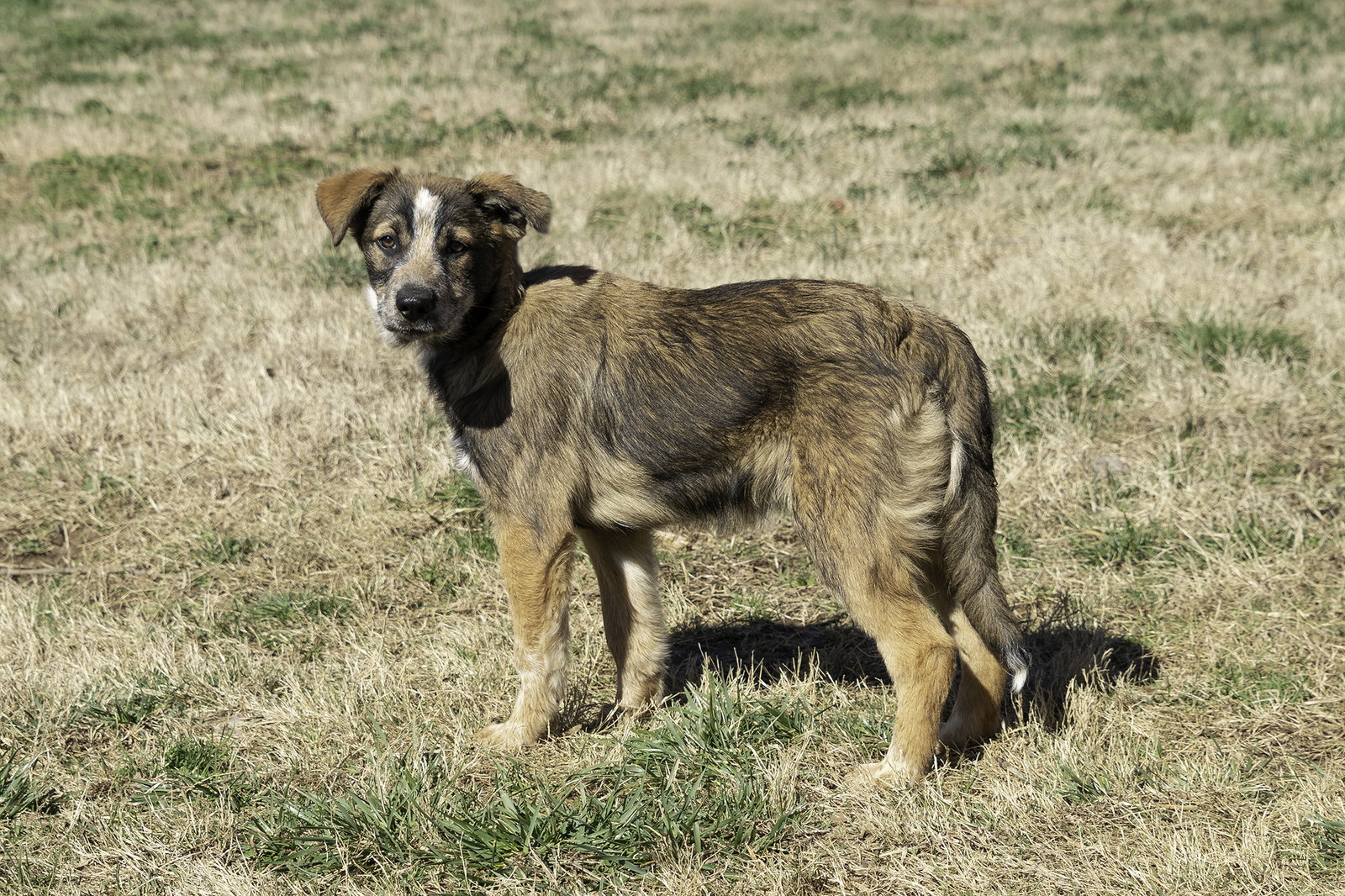 Dog for Adoption PUPPY NUTMEG, a Shepherd in Cold Spring, NY Alpha Paw