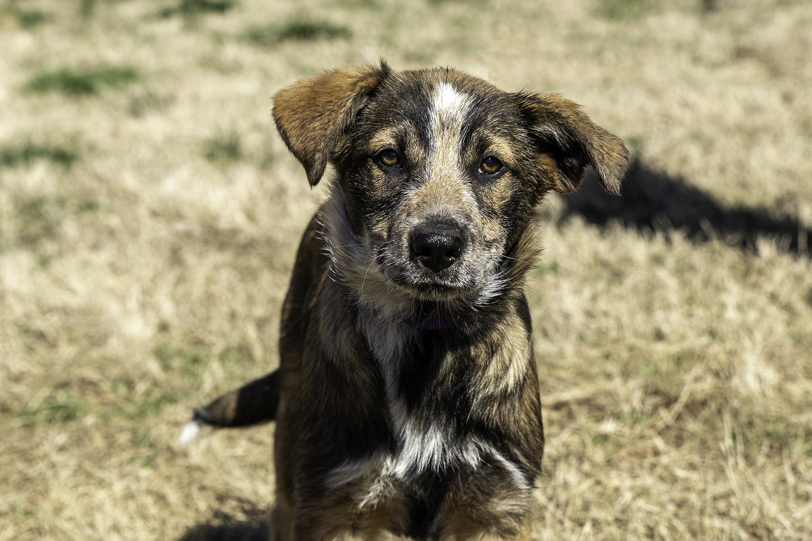 Dog for Adoption PUPPY NUTMEG, a Shepherd in Cold Spring, NY Alpha Paw