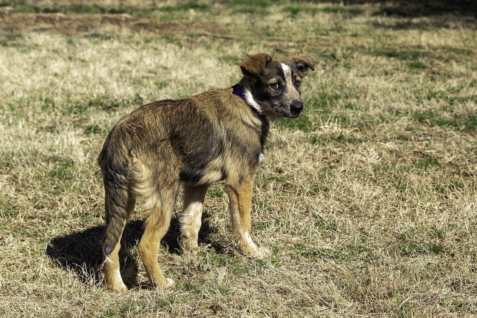 Dog for Adoption PUPPY NUTMEG, a Shepherd in Cold Spring, NY Alpha Paw