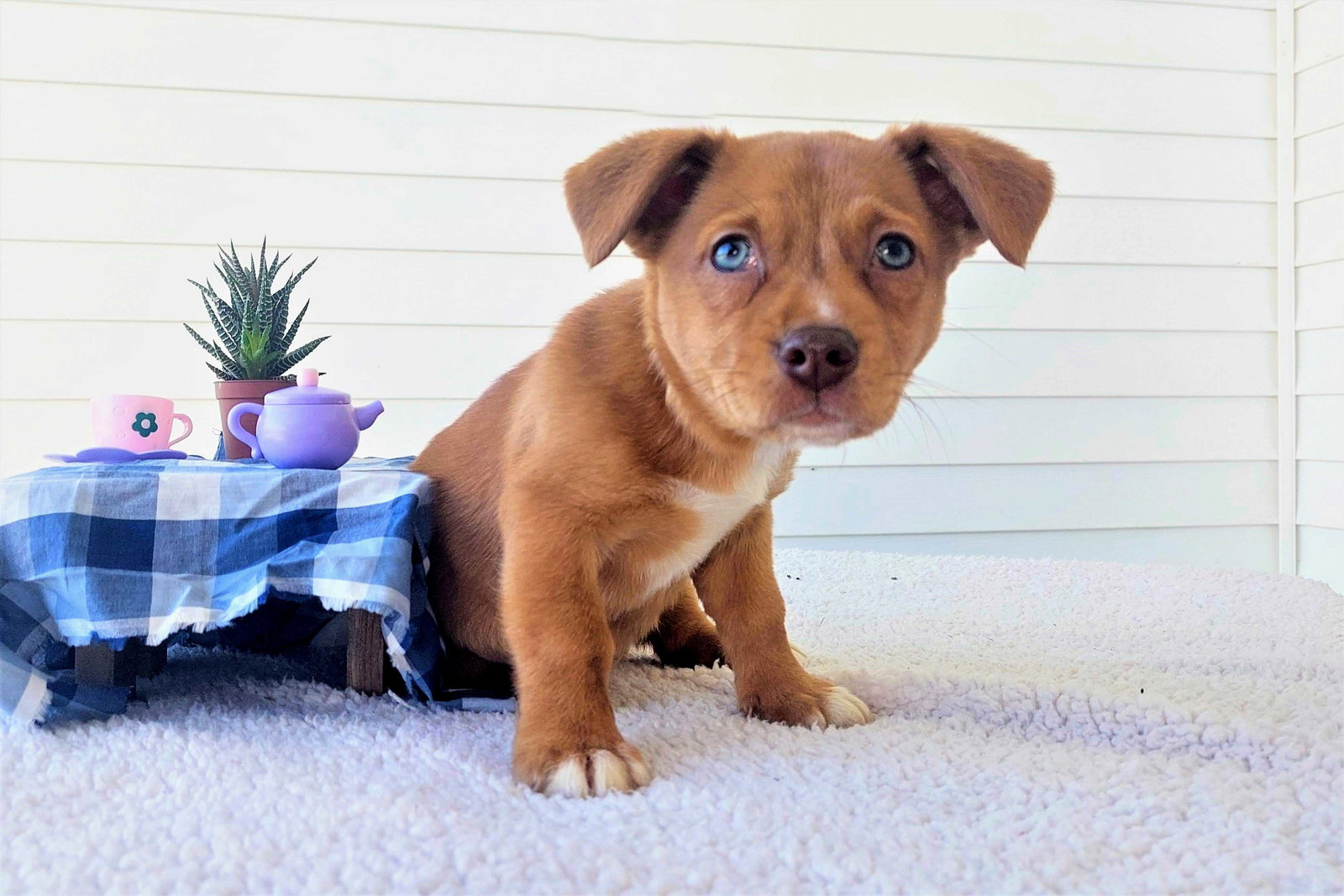 Dog for Adoption PUPPY OLIVE, a Australian Shepherd in Boonton, NJ