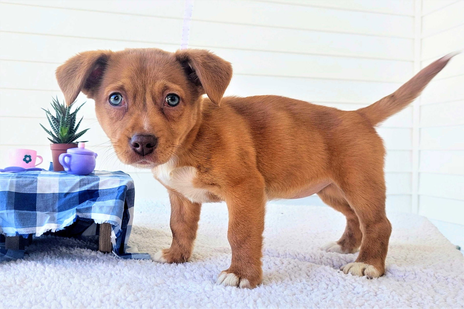 Dog for Adoption PUPPY OLIVE, a Australian Shepherd in Boonton, NJ