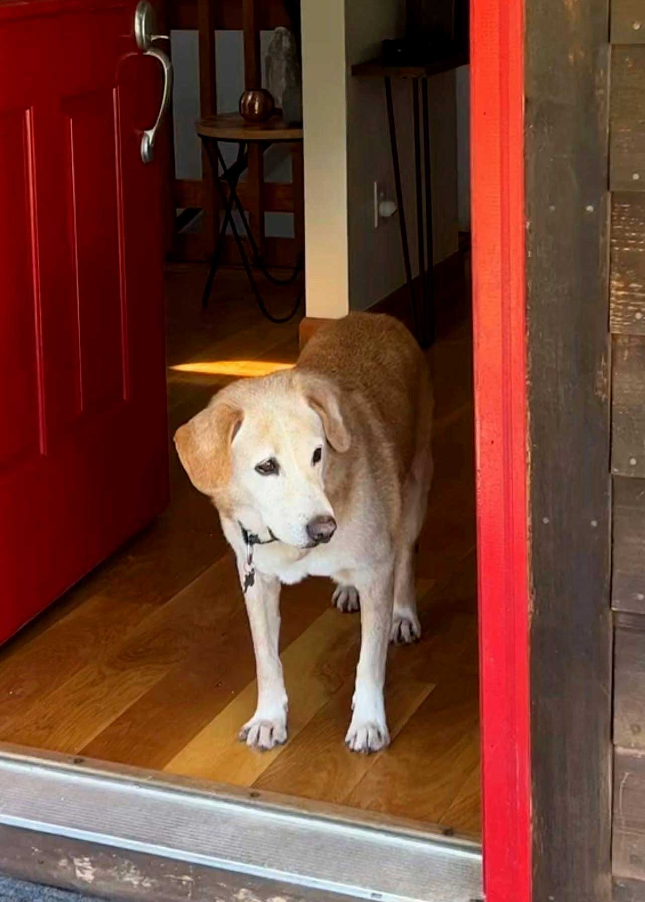 Dog for Adoption STEPHENFOSTER NEEDED, a Yellow Labrador Retriever