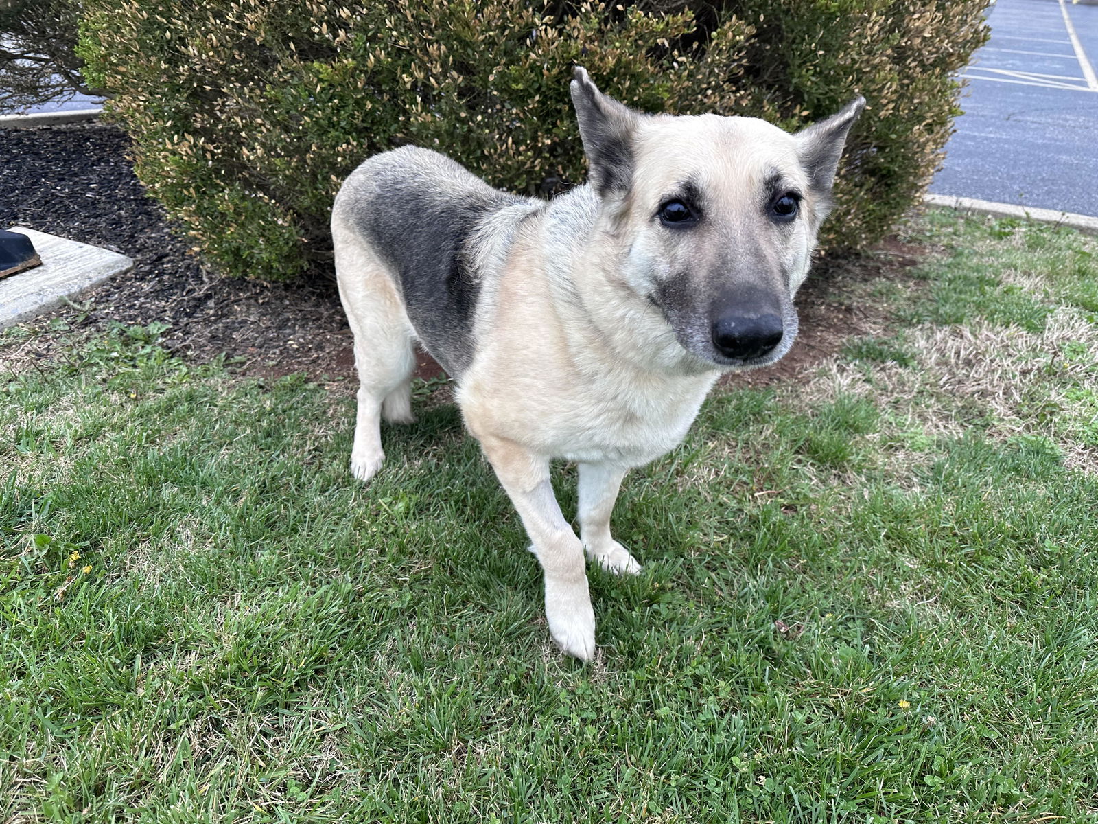 Dog For Adoption FREDA A German Shepherd Dog In Fishkill NY Alpha Paw