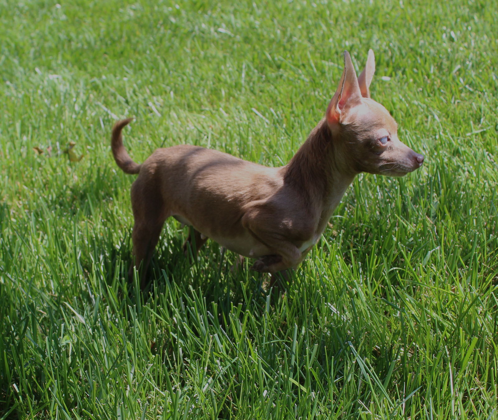 dog-for-adoption-busy-lil-bea-a-chihuahua-in-pleasantville-ny-alpha-paw