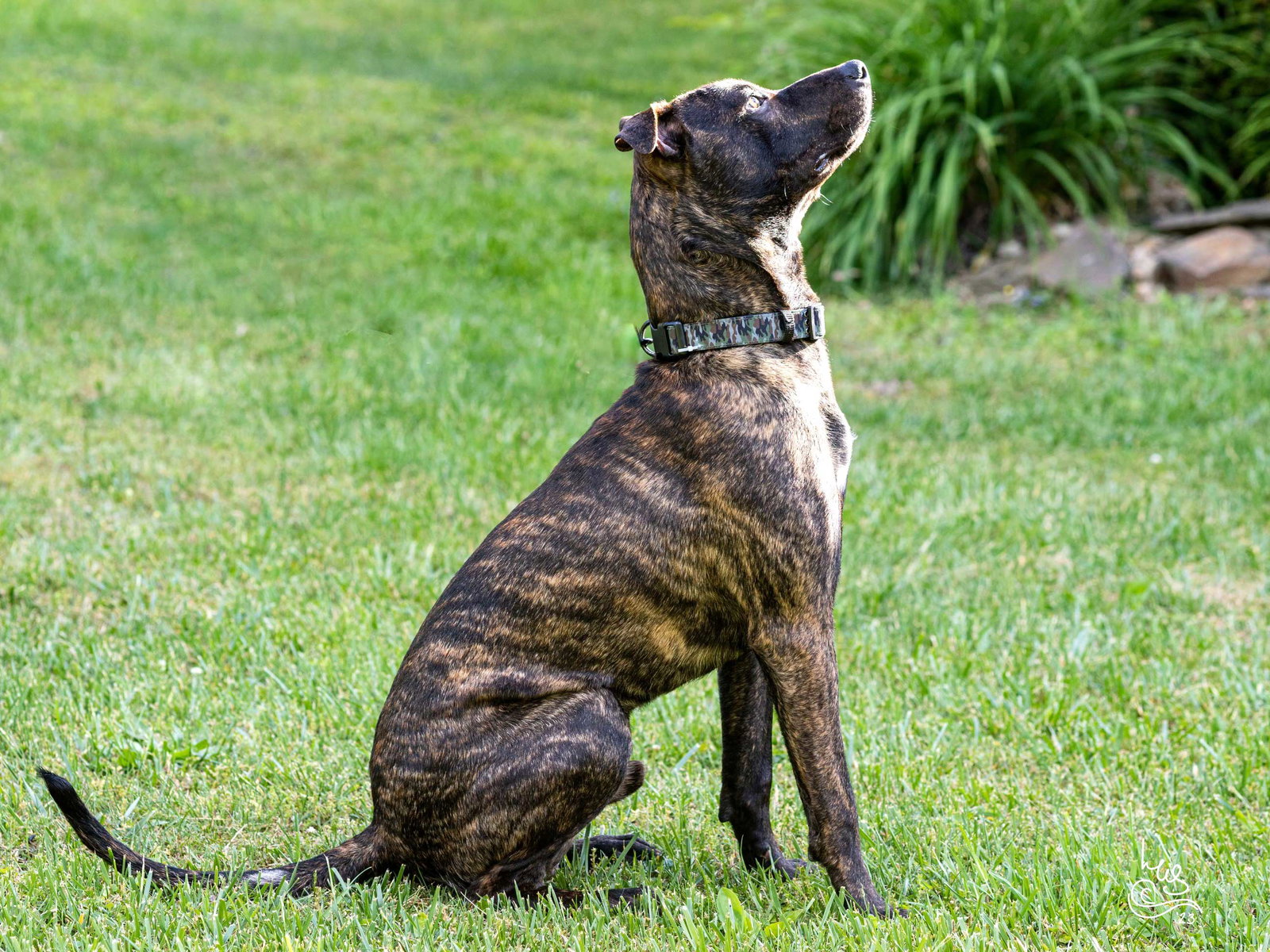 dog-for-adoption-goose-a-plott-hound-in-livingston-manor-ny-alpha-paw