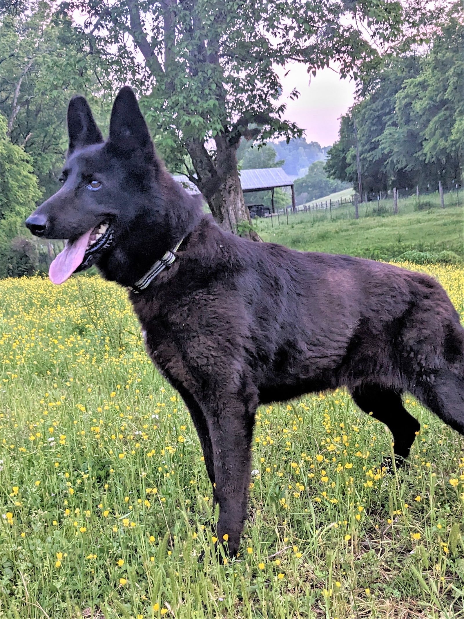 Dog for Adoption - MIDNIGHT GEM, a German Shepherd Dog in Saddle Brook 