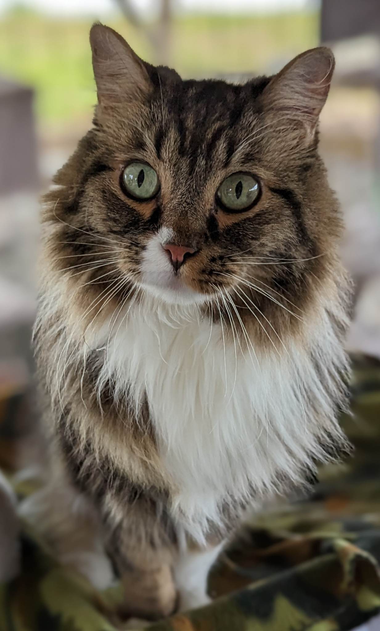 Cats for Adoption in Hastings On Hudson, New York Alpha Paw