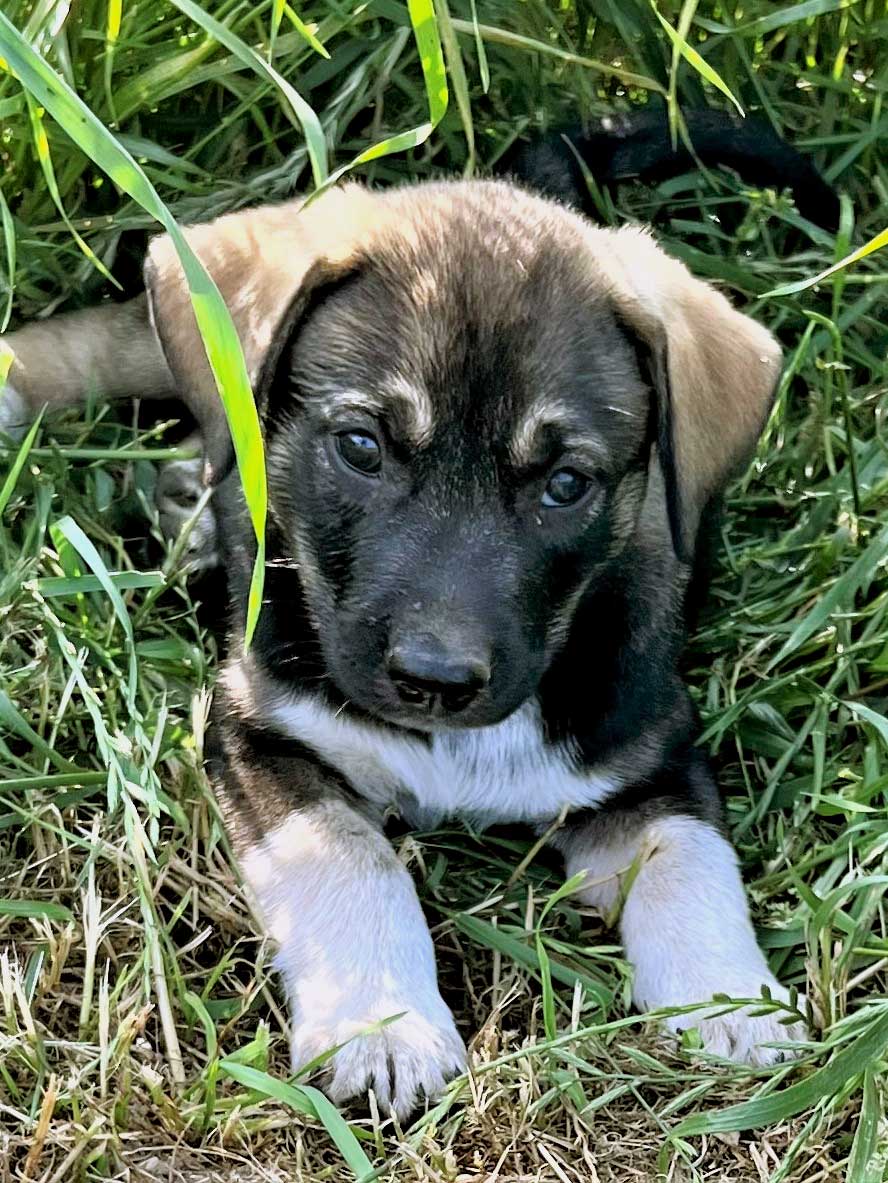 Dog for Adoption PUPPY BUSTER GRANT, a Australian Cattle Dog/Blue