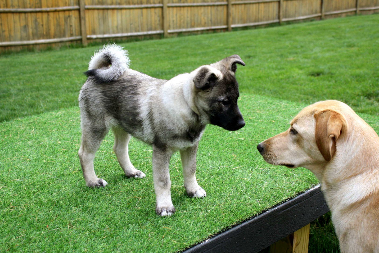 Dog for Adoption - PUPPY GILDA RADNER, a Norwegian Elkhound in Yorktown