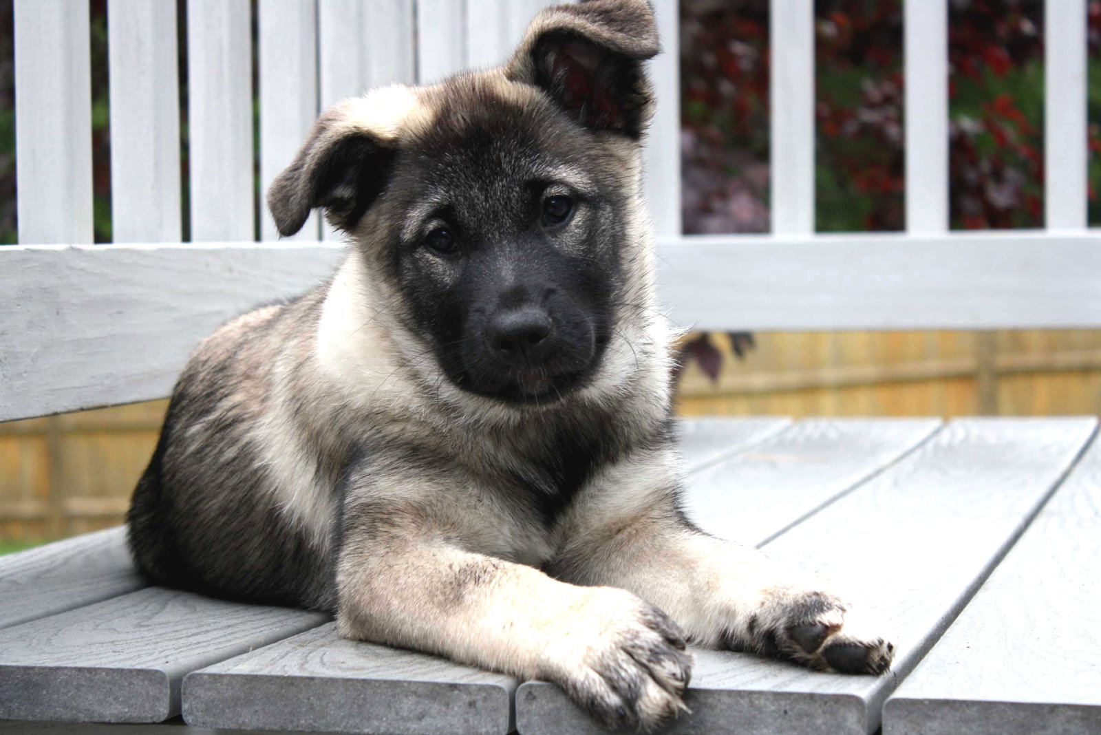 Dog for Adoption - PUPPY GILDA RADNER, a Norwegian Elkhound in Yorktown