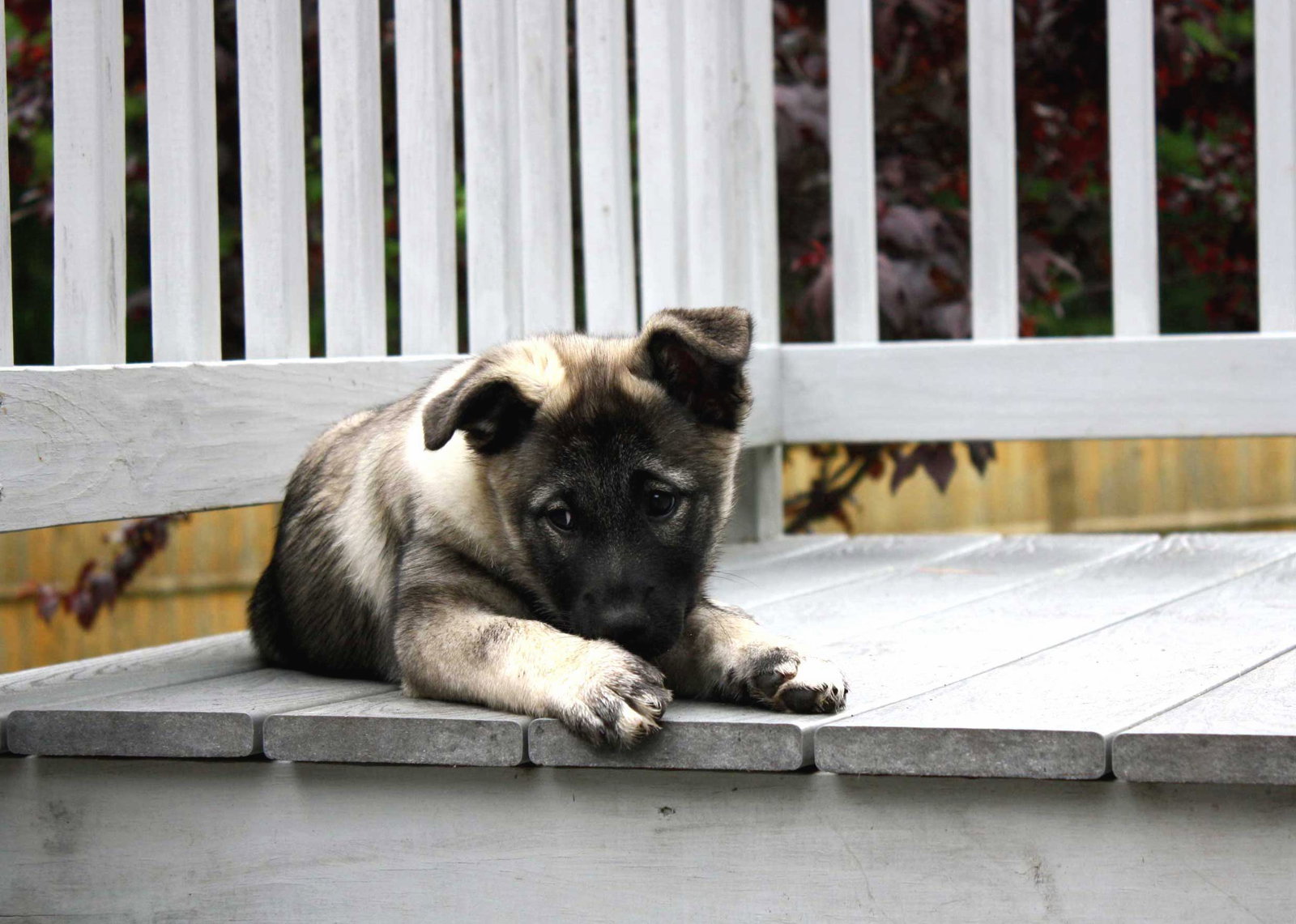 Dog for Adoption - PUPPY GILDA RADNER, a Norwegian Elkhound in Yorktown