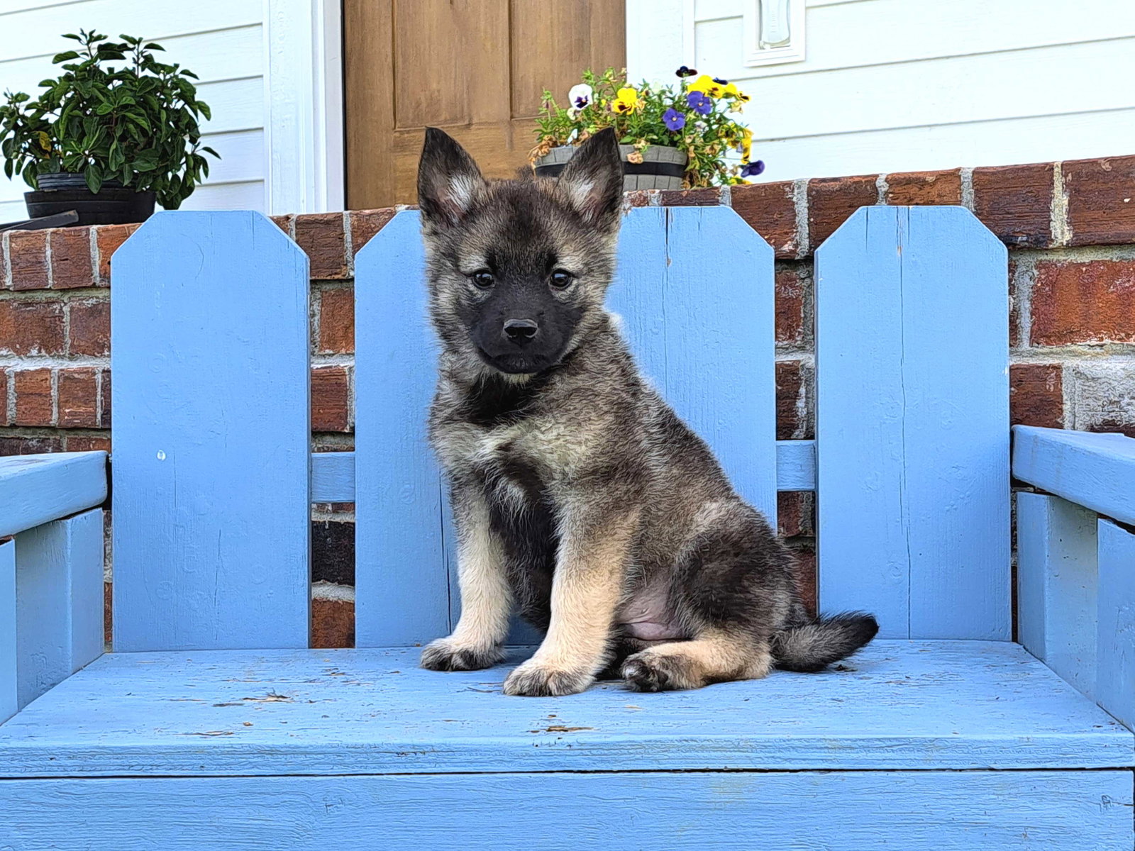 dog-for-adoption-puppy-daniel-a-norwegian-elkhound-in-bayonne-nj