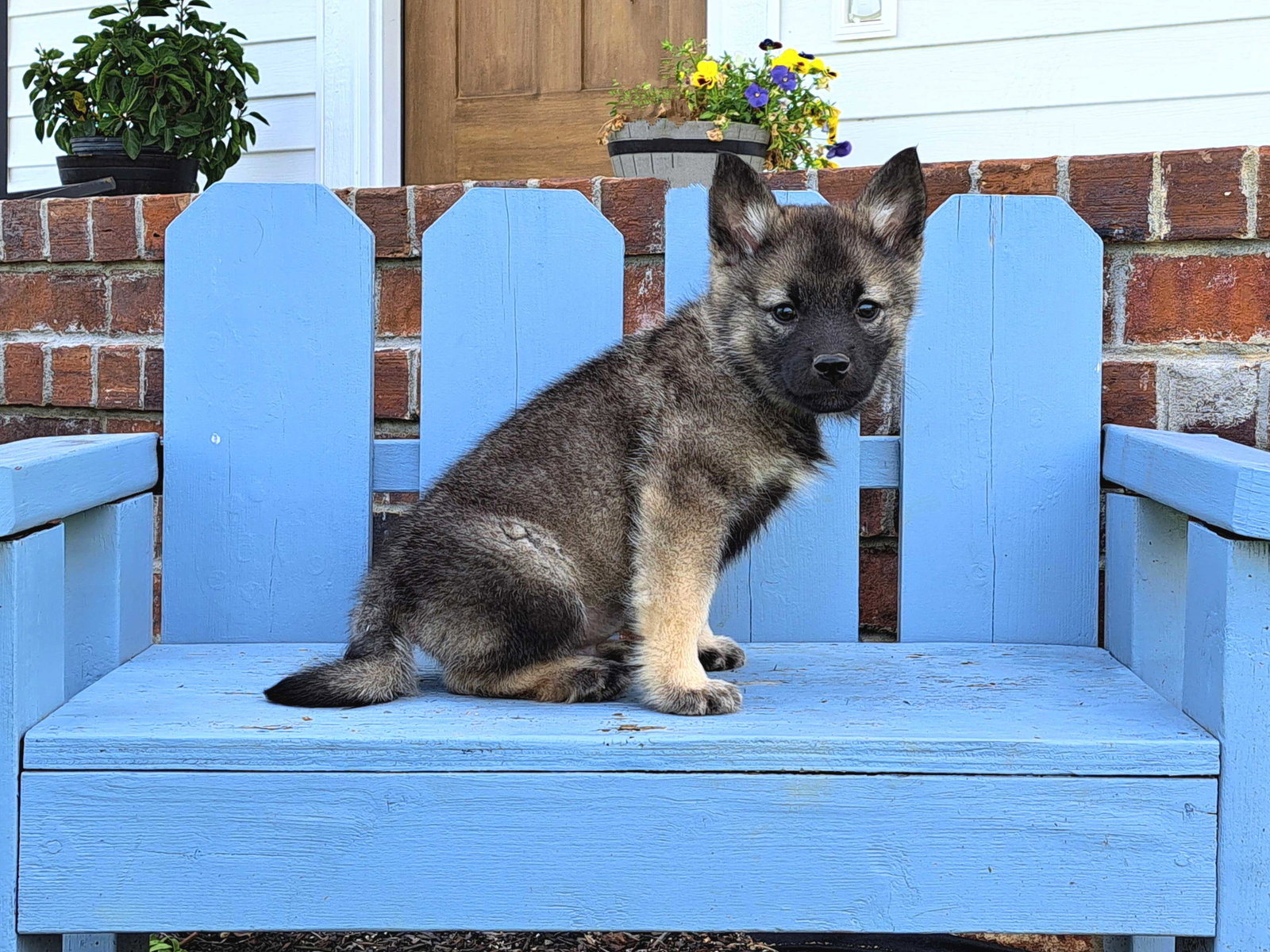 Dog For Adoption PUPPY DANIEL A Norwegian Elkhound In Bayonne NJ