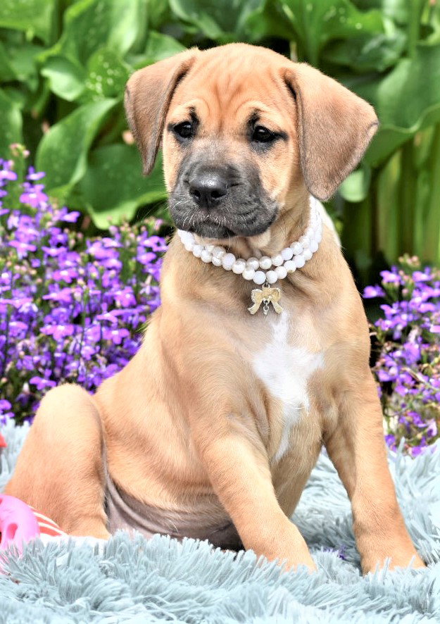 Dog for Adoption PUPPY BRESLYN, a Boxer in West Orange, NJ Alpha Paw