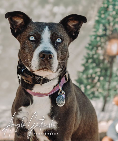 picture of the dog needing adoption
