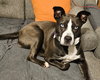 ZURI    HUSKY MIX.... - Photo 3
