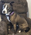 ZURI    HUSKY MIX.... - Photo 4