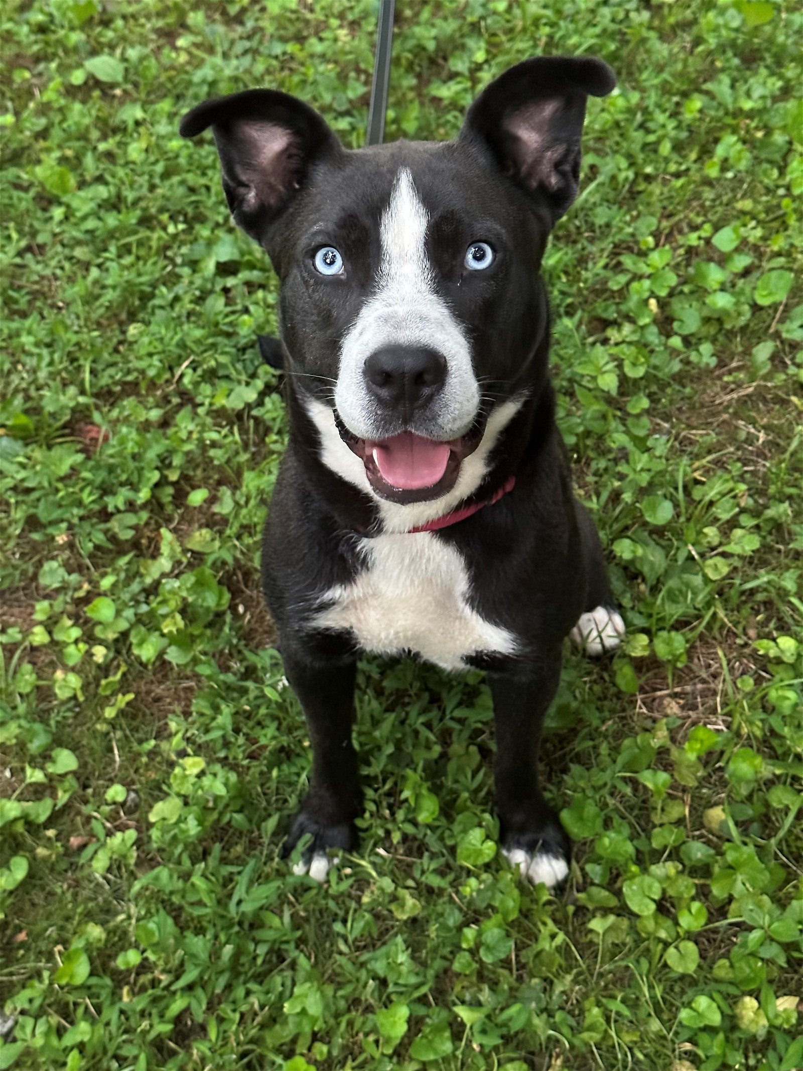 adoptable Dog in Sussex, NJ named ZURI
