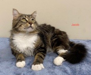 adoptable Cat in Sussex, NJ named JACOB & JOSHUA - BONDED PAIR