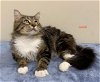 adoptable Cat in , NJ named JACOB & JOSHUA - BONDED PAIR